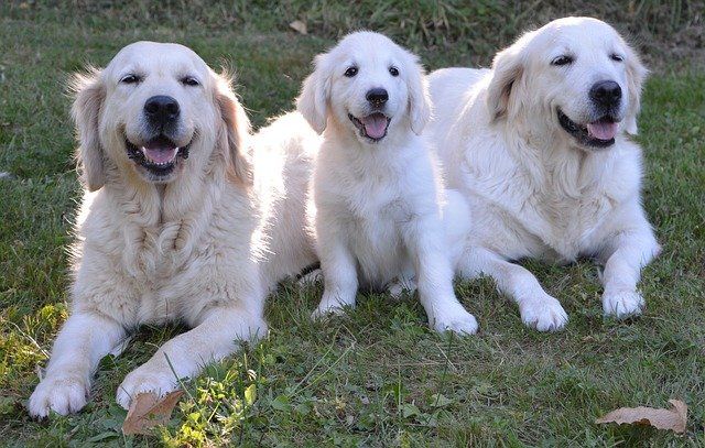 Accommodating Service Animals and Emotional Support Animals